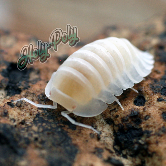 Yeti Isopods for sale (Cubaris sp nesodillo archangeli)