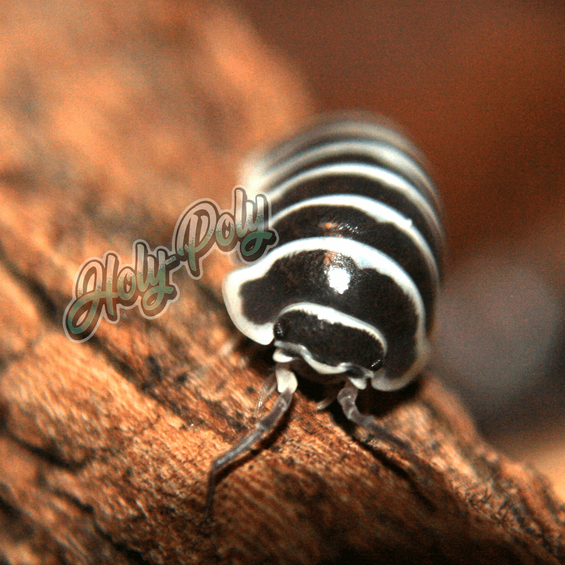 zebra armadillidium maculatum isopod starter cultures for sale