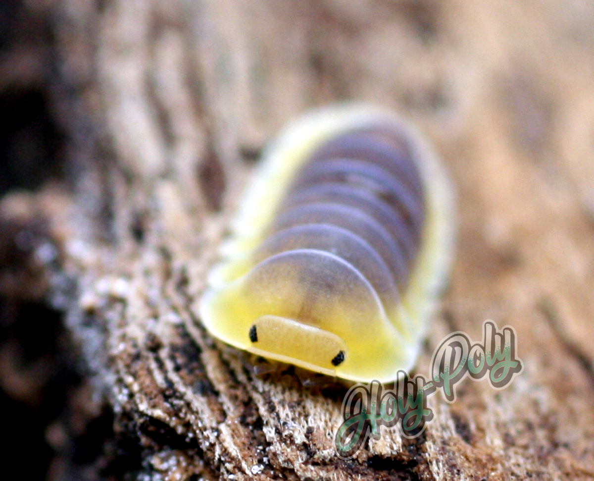 Lemon Blue Isopods for sale (Rare)
