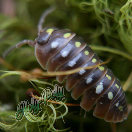Pudding Clown isopods (Armadillidium klugii)